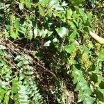 Coriaria ruscifolia Συνήθη χαρακτηριστικά