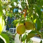 Prunus persica Fruit