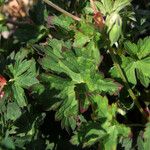 Geranium wallichianum Leaf