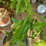 Castanospermum australe Frunză