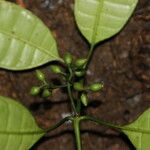 Psychotria potanthera