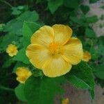 Abutilon hypoleucum Квітка