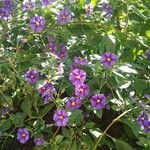 Solanum laciniatum Кветка