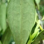 Erythroxylum novocaledonicum Leaf