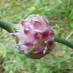 Allium vineale Λουλούδι