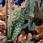 Paphiopedilum delenatii Leaf