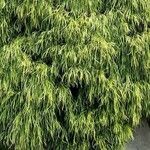 Acacia cognata Fuelha