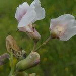 Lathyrus linifolius 花