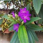 Tibouchina granulosaCvet