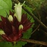 Sabicea pilosa Cvijet