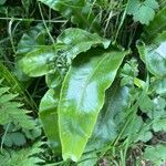 Blechnum cordatum Fulla