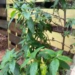Buddleja globosa Leaf
