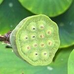 Nelumbo nucifera 果實