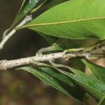 Nectandra turbacensis Hoja