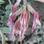 Astragalus incanus Fleur