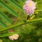 Mimosa pigra Цвят