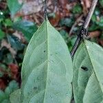 Diospyros bipindensis Hoja