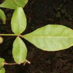 Trichilia trifolia Leaf