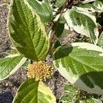 Cornus albaDeilen