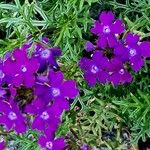 Verbena tenera ശീലം