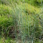 Thinopyrum junceum Агульны выгляд