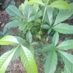 Vitex altissima Leaf