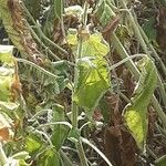 Salvia glutinosa Blatt