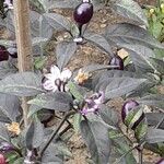 Capsicum annuum 花