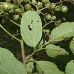 Cordia dentata Hoja