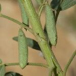 Cleome amblyocarpa Magamba
