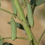 Cleome amblyocarpa പുറംതൊലി