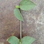 Gymnema sylvestre List