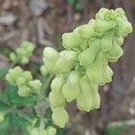 Aconitum lycoctonum Flors