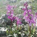 Orchis olbiensis Квітка