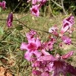 Penstemon parryi Cvet