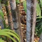 Ptychosperma macarthurii 树皮