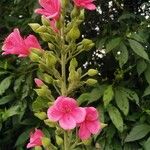 Pavonia dasypetala Flor