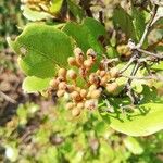 Psorospermum febrifugum Frucht