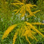 Solidago canadensisBlomst