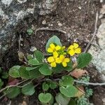 Barbarea rupicola Flower