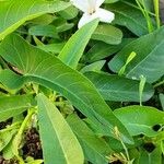 Ipomoea aquatica Leaf