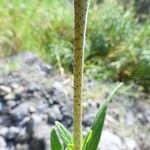 Trichodesma indicum Corteccia