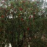 Callistemon citrinusBlatt