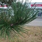 Pinus nigra Fuelha