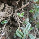 Helianthemum oelandicum Bark