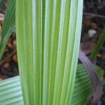 Curculigo capitulata Leaf