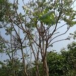 Ailanthus fordii Levél
