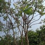 Ailanthus fordii पत्ता