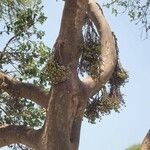 Ficus sycomorus Anders
