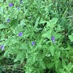 Trichostema dichotomum Fleur